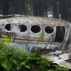 an old airplane that has been vandalized in the woods with graffiti on it