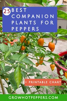 companion plants for peppers pinterest graphic Bell Pepper Plant Care, Companion Plants For Peppers, Pepper Plant Care, Canning Hot Peppers, Pepper Companion Plants, Hot Peppers Plants, Growing Hot Pepper, Sweet Banana Peppers, Bell Pepper Plant