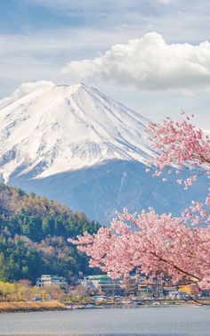 a mountain covered in snow next to a lake with pink flowers on the tree's branches