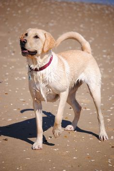 a white dog standing on top of a sandy beach