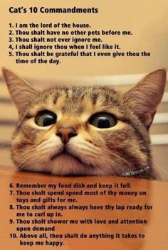 a cat's face with the words cats 10 commandments written on it,