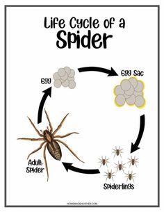 the life cycle of a spider is shown in this diagram, which shows how many different types