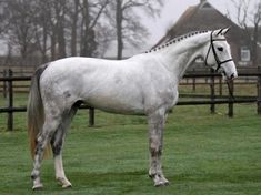 a white horse standing on top of a lush green field