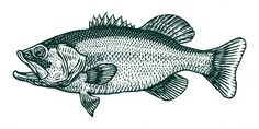 a black and white drawing of a fish