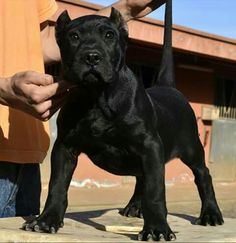 a black dog standing on top of a wooden floor next to a person's hand