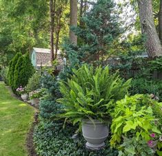 a garden filled with lots of different types of plants and trees in the back yard