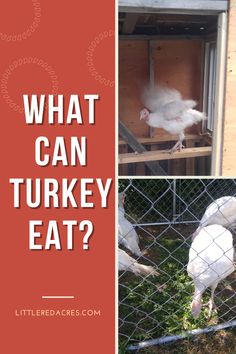 what can turkey eat? with pictures of chickens in their coops and the words, what can turkey eat?