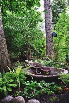 an outdoor fountain surrounded by trees in the middle of a forest with rocks and plants around it