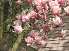 pink flowers blooming on the branches of a tree in front of a house with a shingled roof