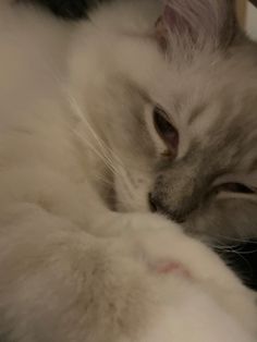 a close up of a cat laying on the ground