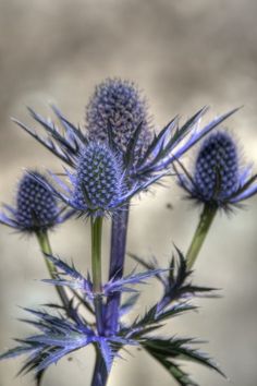 some very pretty blue flowers with long stems