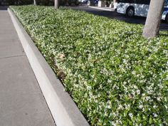 the sidewalk is lined with green bushes and white flowers