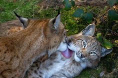 two cats playing with each other in the grass