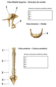 an image of the bones and their functions in human anatomy, with text below it