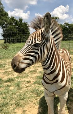 a zebra standing on top of a grass covered field with trees in the back ground