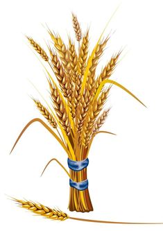 a bunch of wheat sitting next to a blue ribbon