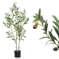 an olive tree in a black pot next to a green plant with fruit on it