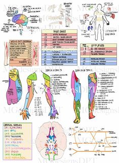 an image of the human body and its functions in different parts of the body, including the