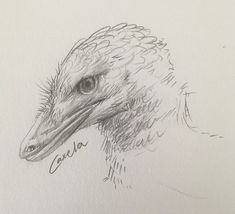 a pencil drawing of an ostrich's head with the name carol on it