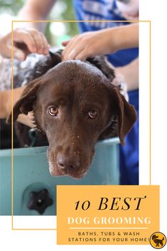 a brown dog is looking at the camera with his owner's hand on it