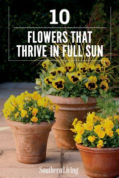 three flower pots with yellow flowers in them and the words 10 flowers that thrve in full sun