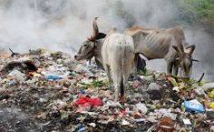 two cows standing on top of a pile of trash