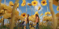 two people standing in the middle of a field of sunflowers