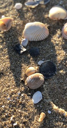 several seashells are laying on the sand