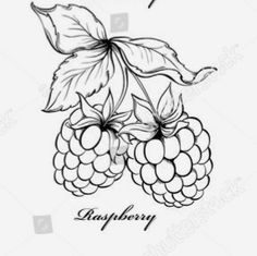 raspberry with leaves and berries on the branch, black and white drawing - stock photo