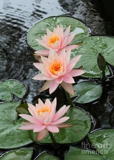 two pink water lilies floating on top of lily pads