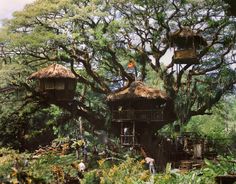 some people are standing in front of trees with thatched huts on them and hanging from the branches