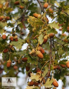 an oak tree with lots of nuts growing on it