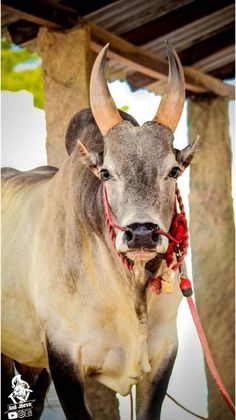 a cow with large horns standing next to a wooden structure and wearing a red leash