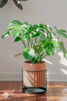 a potted plant with green leaves on a wooden floor