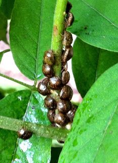 the fruit is still on the tree and ready to be picked from it's leaves