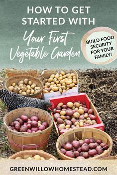 several baskets filled with potatoes sitting on the ground next to a chicken and text overlay reads how to get started with your first vegetable garden