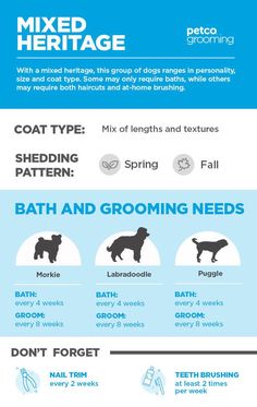 an info sheet describing the different types of dog grooming products and how to use them