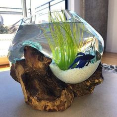 a fish bowl filled with water and grass on top of a wooden piece of wood