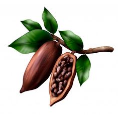 a cocoa plant with green leaves and chocolate beans on the branch, ready to be eaten