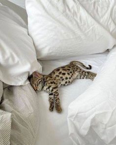 a small kitten laying on top of a white bed