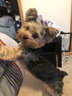 a small dog standing on its hind legs with it's paws in the air