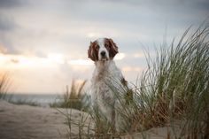 a brown and white dog sitting on top of a sandy beach next to tall grass