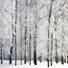 the trees are covered in snow and there is no image here to provide a caption for