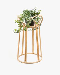 a potted plant sitting on top of a wooden stand