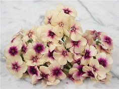 small white and purple flowers on a marble surface