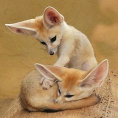 two baby foxes cuddle on top of each other in front of a brown background