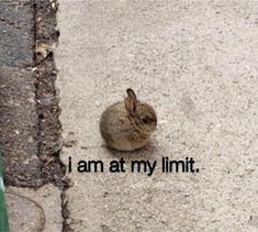 a rabbit is sitting on the sidewalk and looking up at something that says, i am at my limit