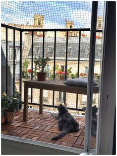 a small dog sitting on top of a wooden floor next to a balcony with an open door