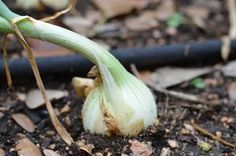 an onion is growing in the soil