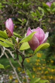 two pink flowers blooming on a tree branch